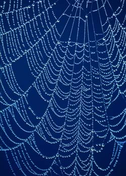 spiderweb