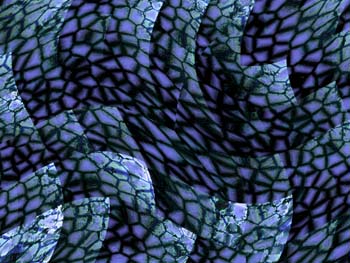 dinoskin
